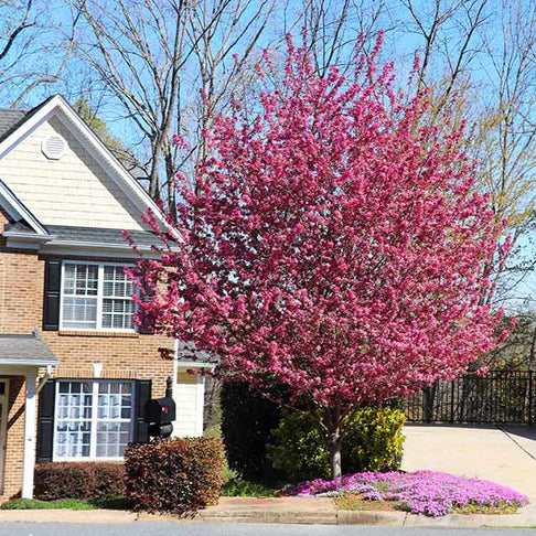 Southern Living® Profusion Crabapple Tree