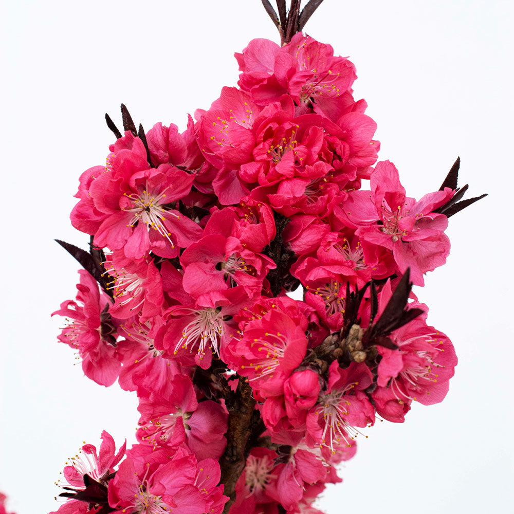 Ruby Ruffle™ Patio Peach Tree