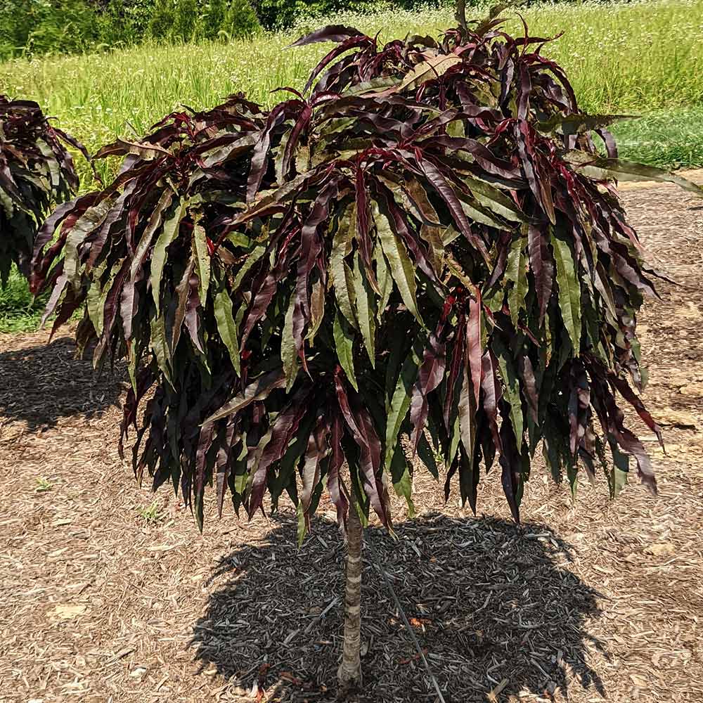 Ruby Ruffle™ Patio Peach Tree