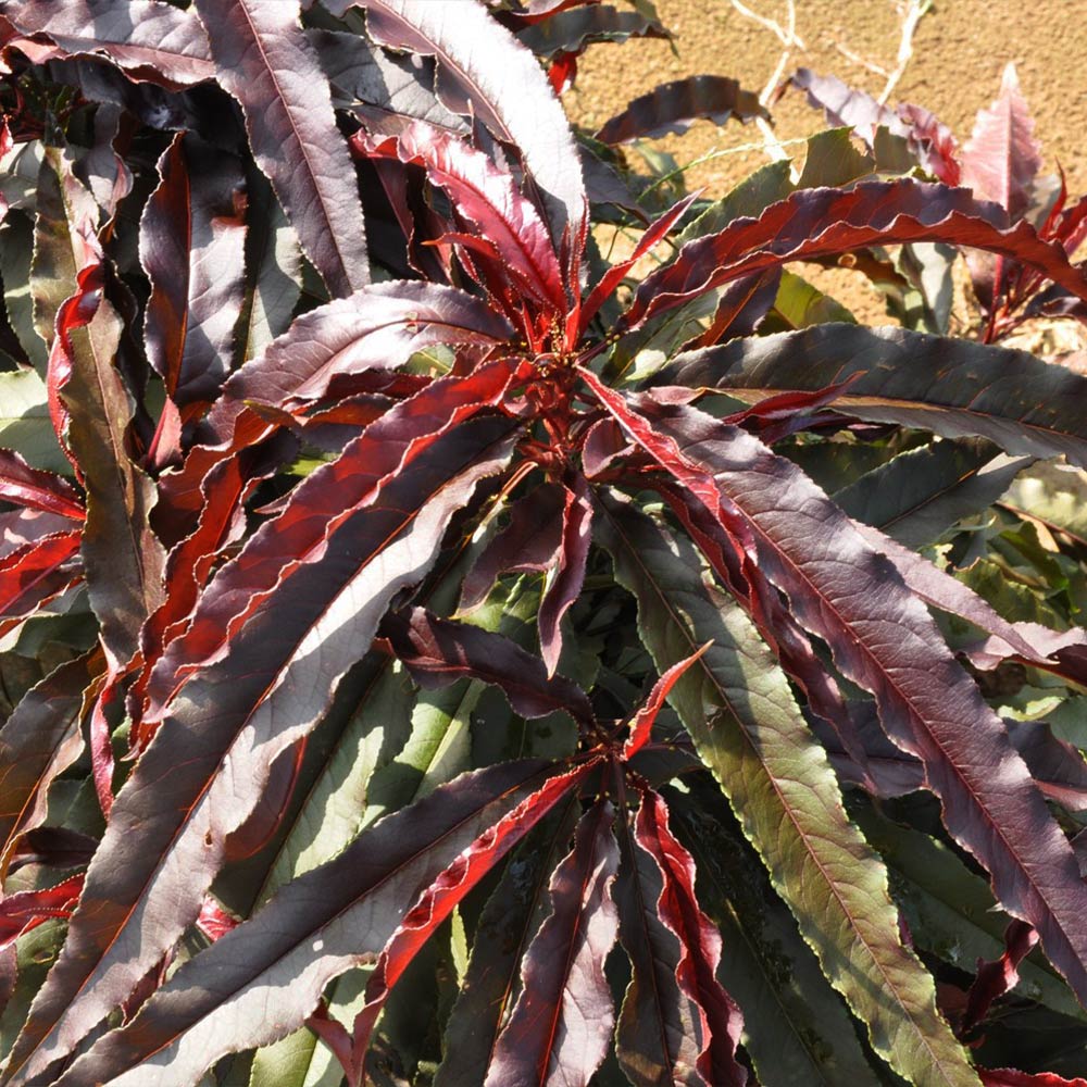 Ruby Ruffle™ Patio Peach Tree