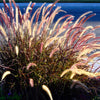 Purple Fountain Grass