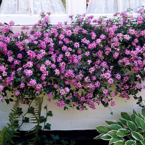 Purple Lantana