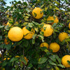 Ray Ruby Grapefruit Tree