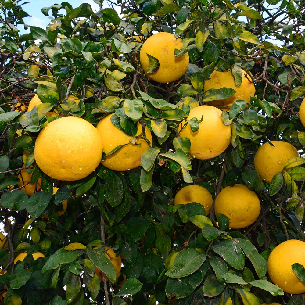 Ray Ruby Grapefruit Tree