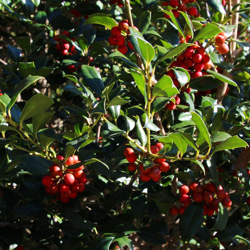 Southern Living® Robin™ Red Holly Tree