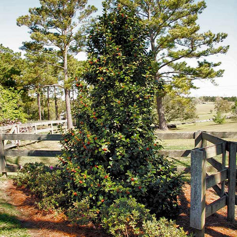 Southern Living® Robin™ Red Holly Tree
