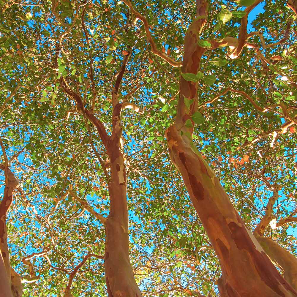 Red Rocket Crape Myrtle Tree