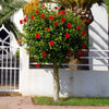 Red Tropical Hibiscus Tree