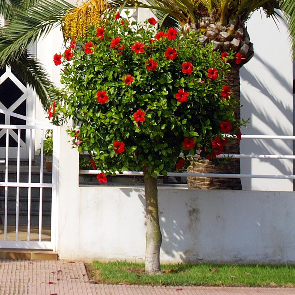 Red Tropical Hibiscus Tree
