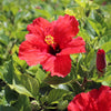 Red Tropical Hibiscus Tree