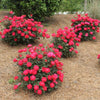 Double Knock Out® Rose Shrub