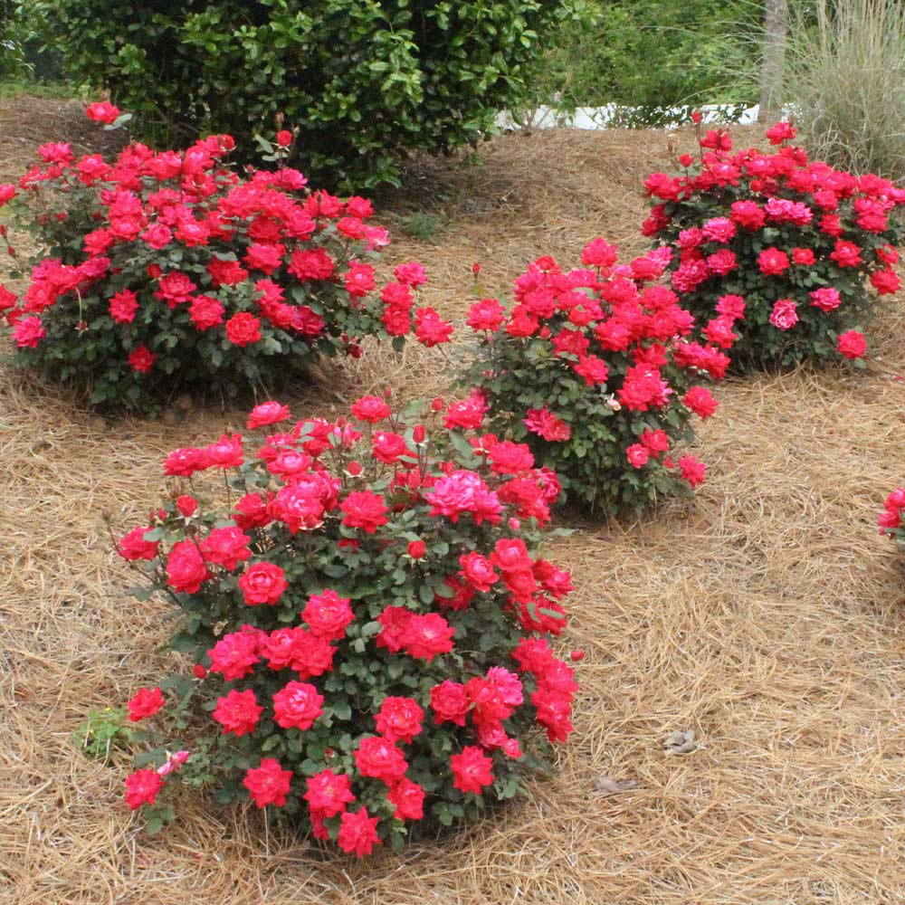 Double Knock Out® Rose Shrub