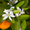 Robertson Navel Orange Tree