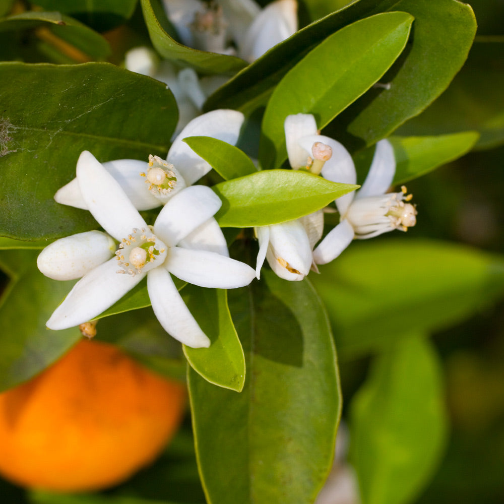 Robertson Navel Orange Tree