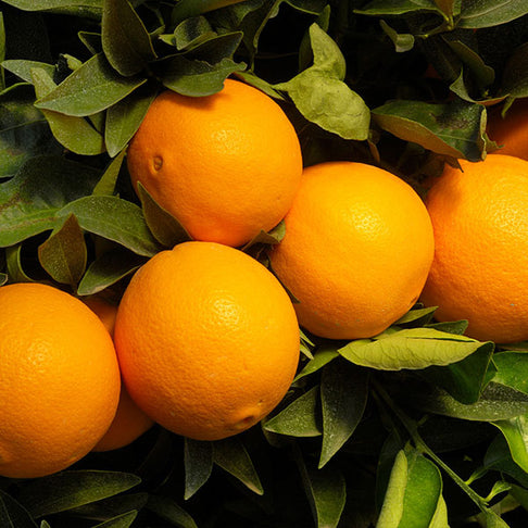 Robertson Navel Orange Tree