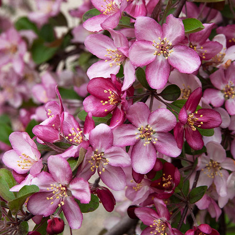 Robinson Crabapple Tree