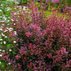 Rose Glow Barberry Shrub