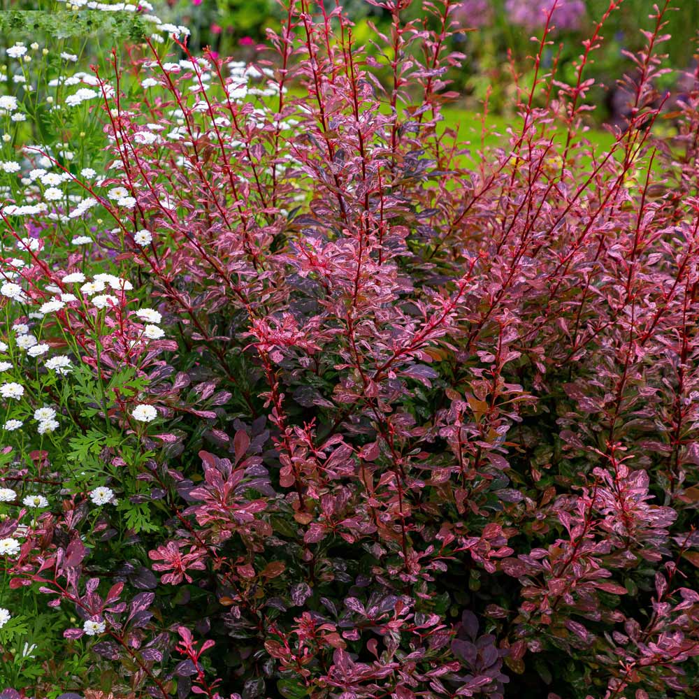 Rose Glow Barberry Shrub