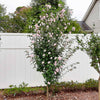 Pink Rose of Sharon Althea Tree