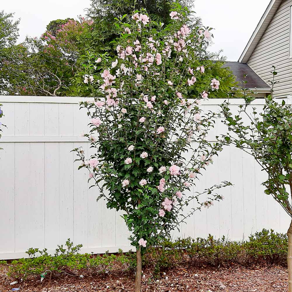 Pink Rose of Sharon Althea Tree