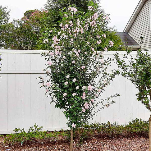 Pink Rose of Sharon Althea Tree