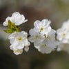 Royal Ann Cherry Tree