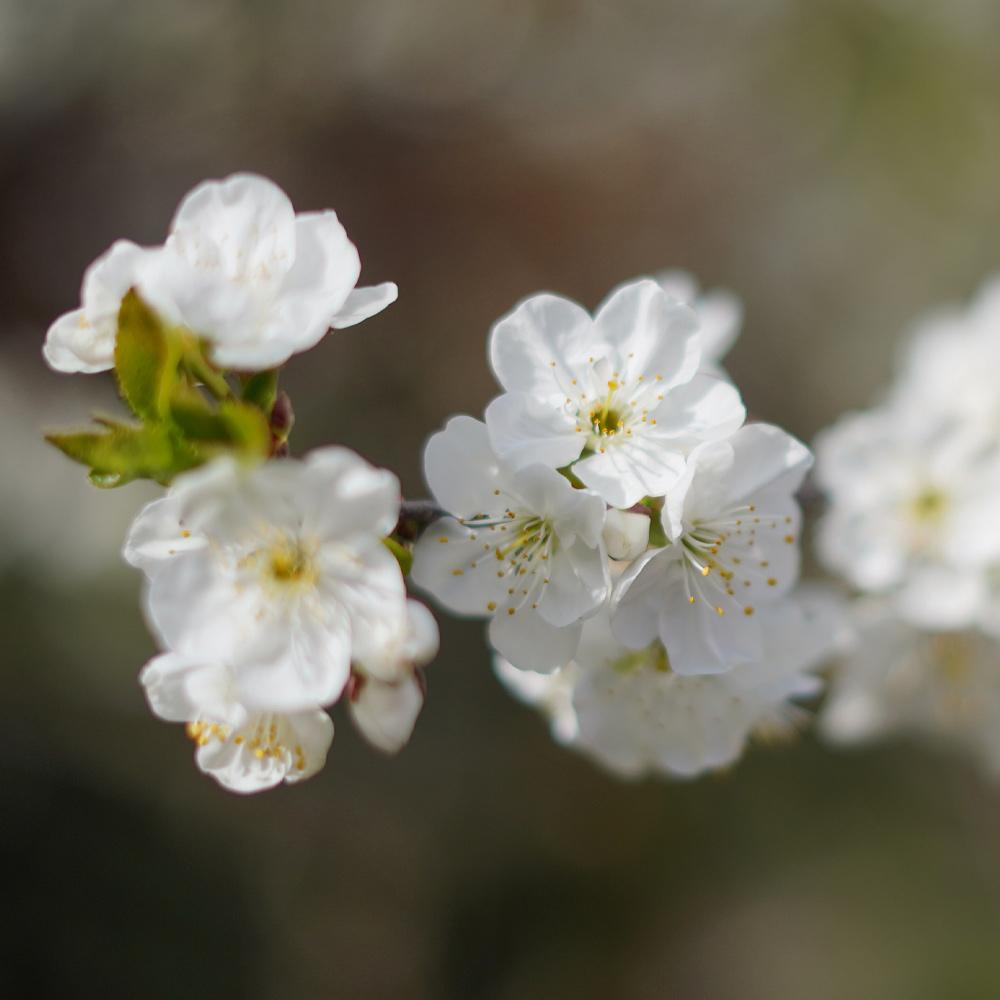 Royal Ann Cherry Tree