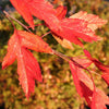 Royal Raindrops® Crabapple Tree
