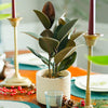 Rubber Plant (Ficus)