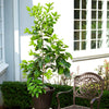 Ruby Red Grapefruit Tree