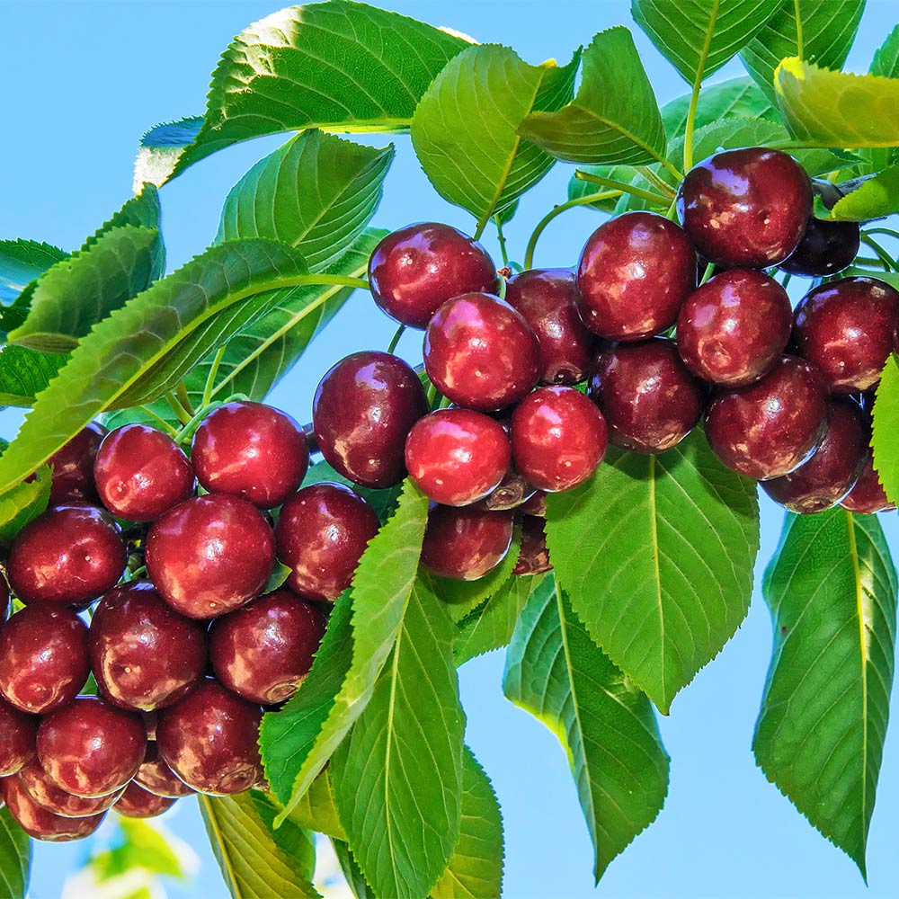 Santina™ Cherry Tree