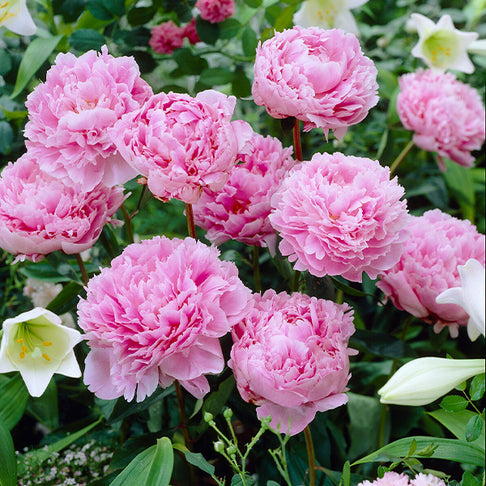 Sarah Bernhardt Peony