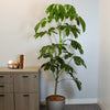 Umbrella Tree