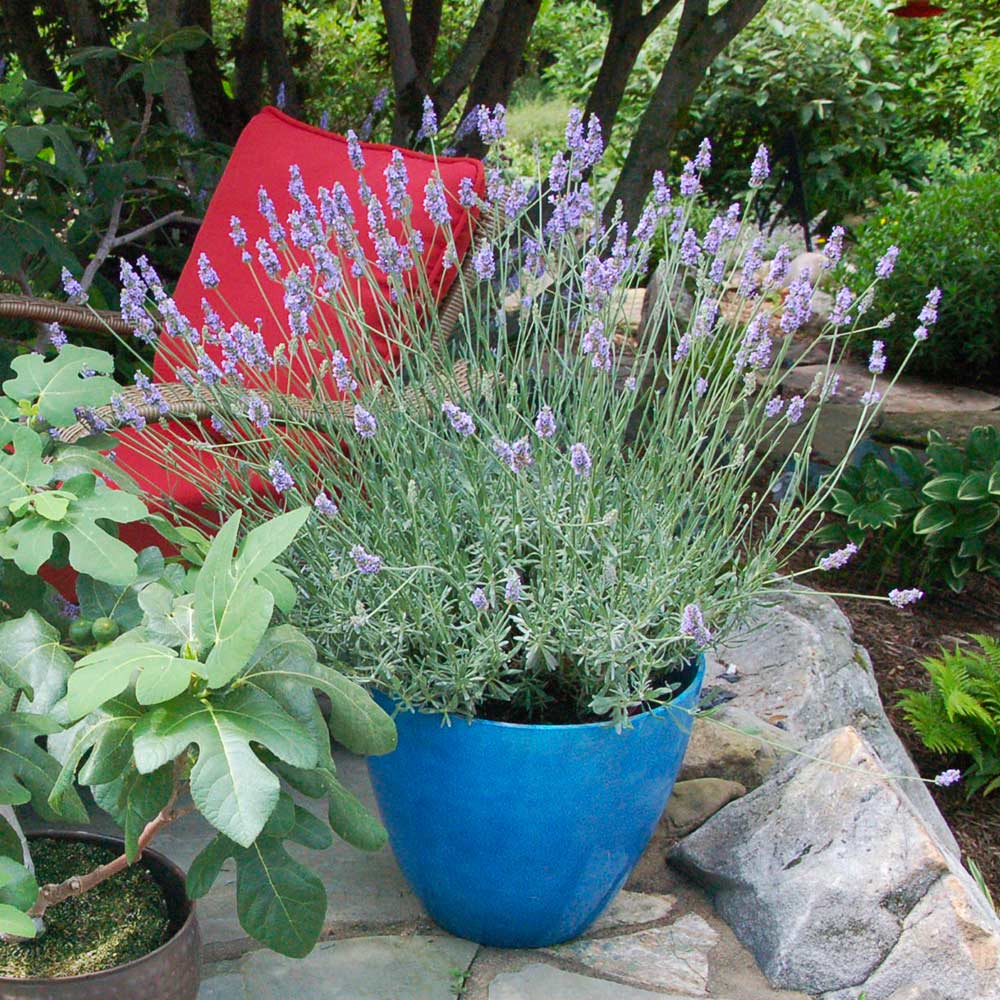 Sensational™ Lavender Plant