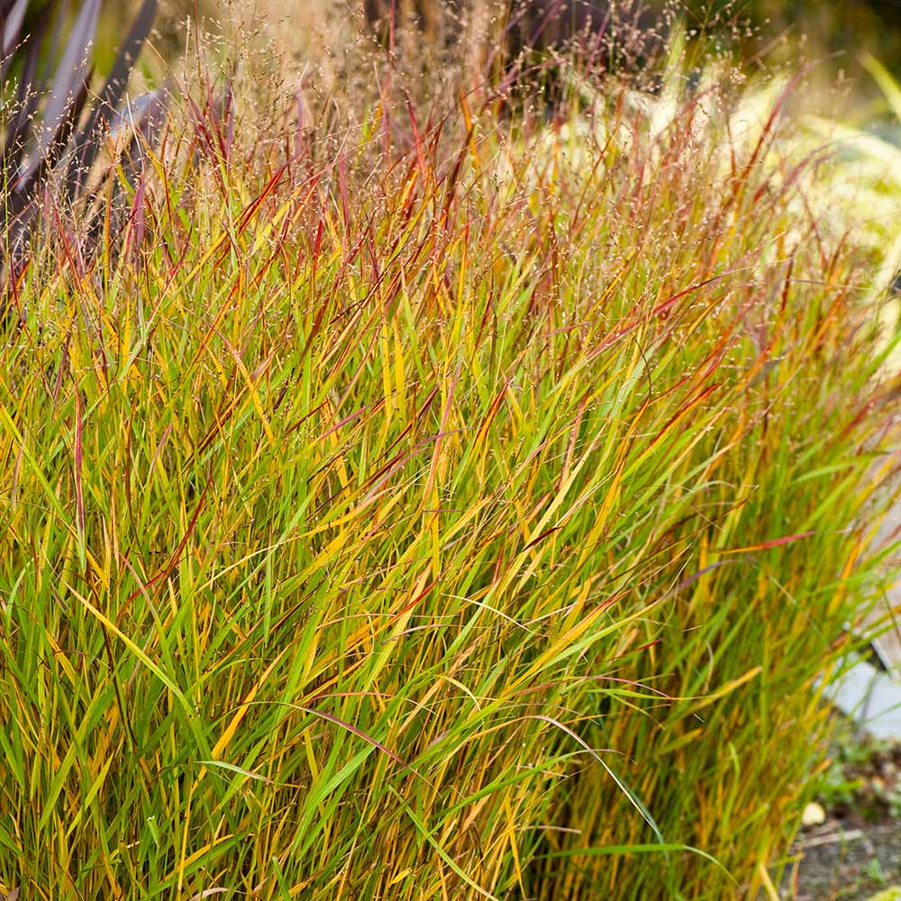 Shenandoah Switch Grass