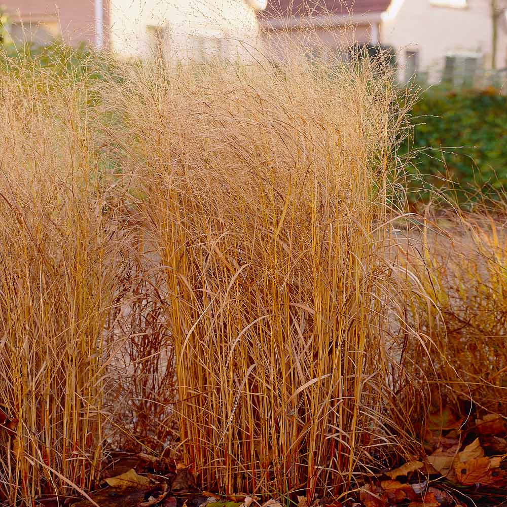 Shenandoah Switch Grass