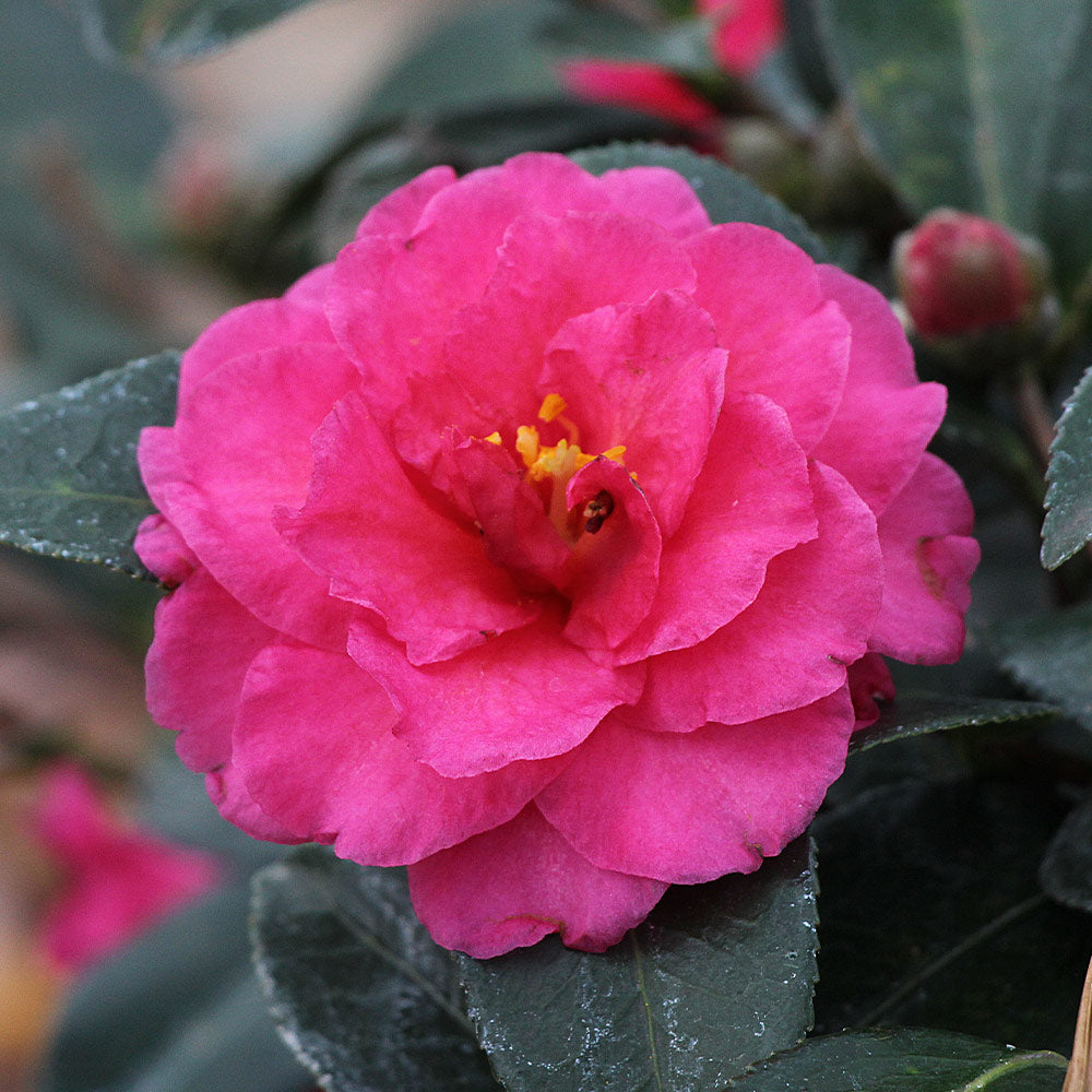 Camellia 'Shi-Shi Gashira' Shrub