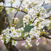 Shinseiki Asian Pear Tree