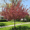 Proven Winners® Show Time™ Crabapple Tree