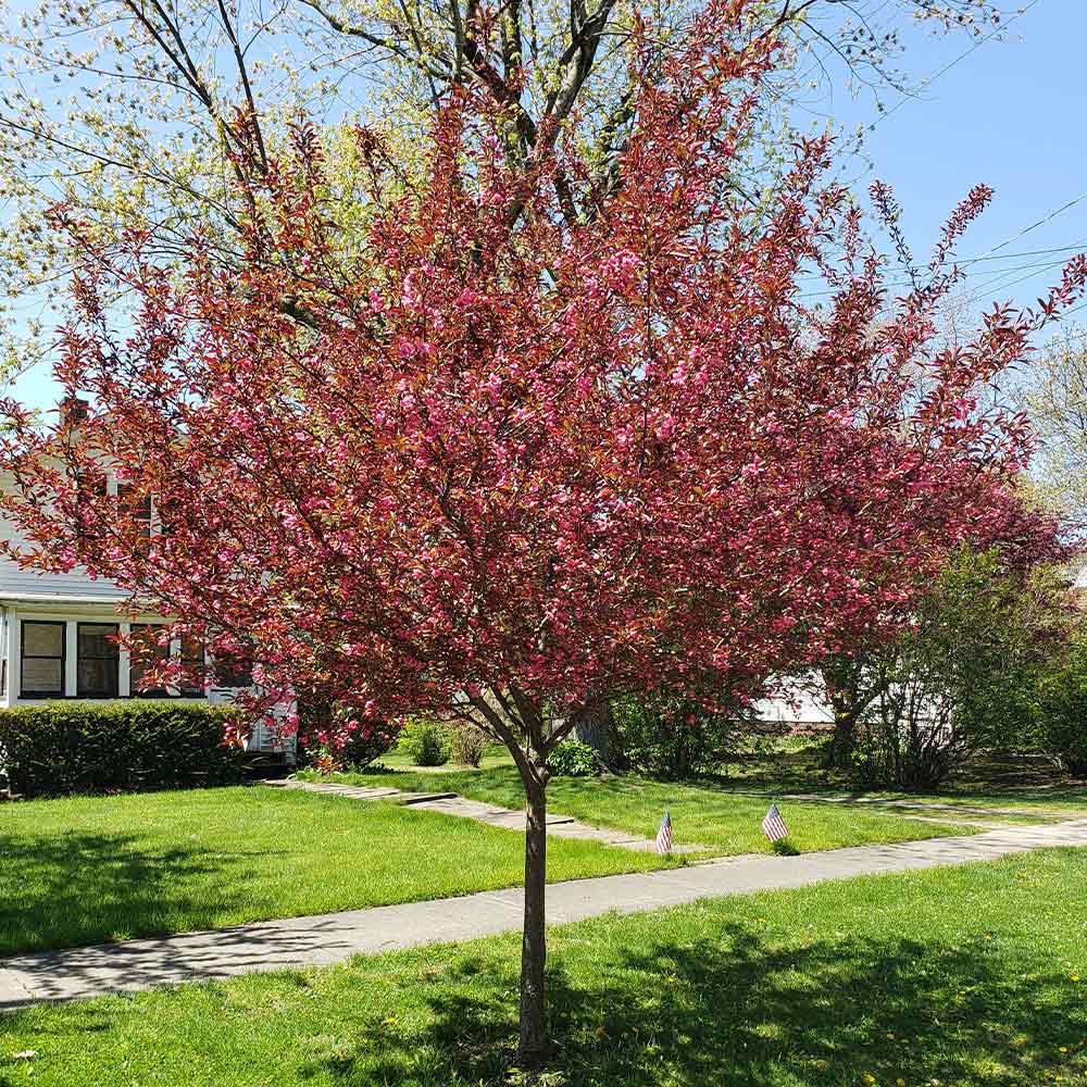 Show Time™ Crabapple Tree