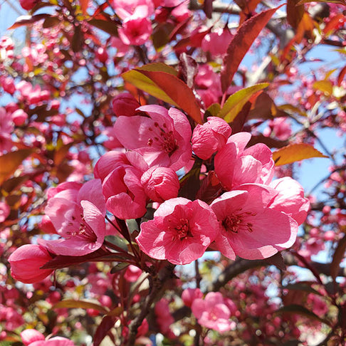 Proven Winners® Show Time™ Crabapple Tree