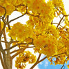 Yellow Trumpet Tree