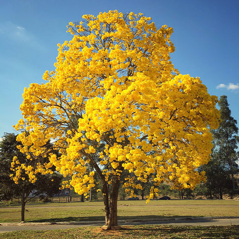 Yellow Trumpet Tree