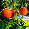 Smith Red Orange Tree