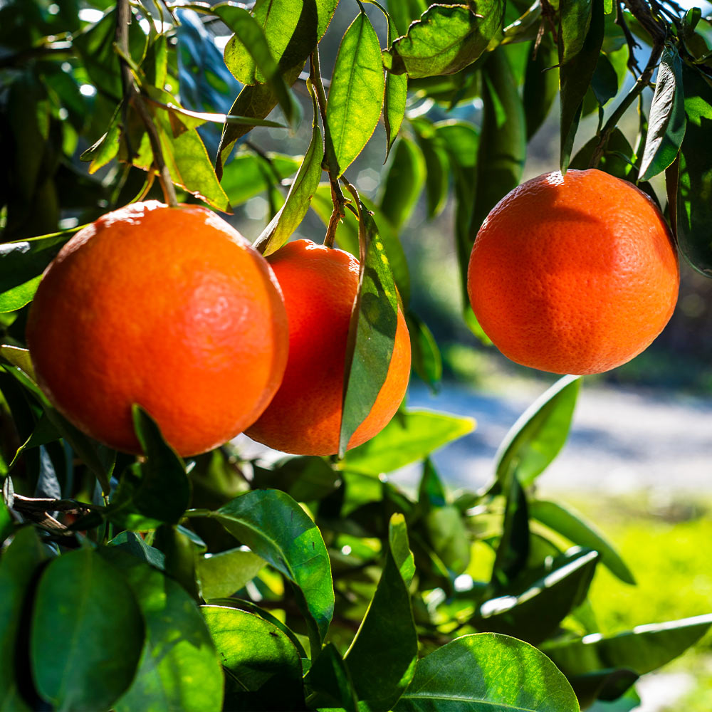Smith Red Orange Tree