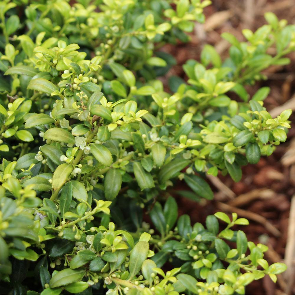 Soft Touch Holly Shrub