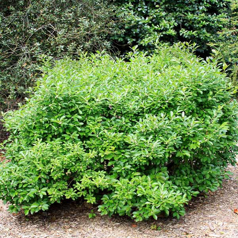 Southern Gentleman Winterberry Shrub