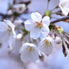 Romeo and Juliet™ Cherry Trees