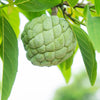 Sugar Apple Tree (Sweetsop Tree)