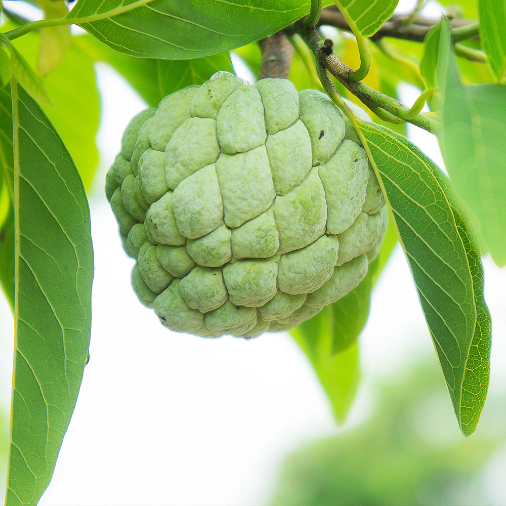 Sugar Apple (Sweetsop) Tree